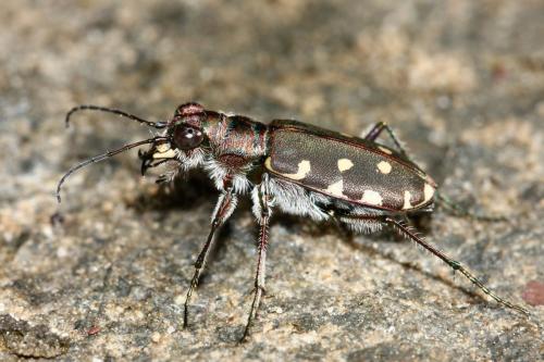Réf. 305 716 : Calomera littoralis nemoralis